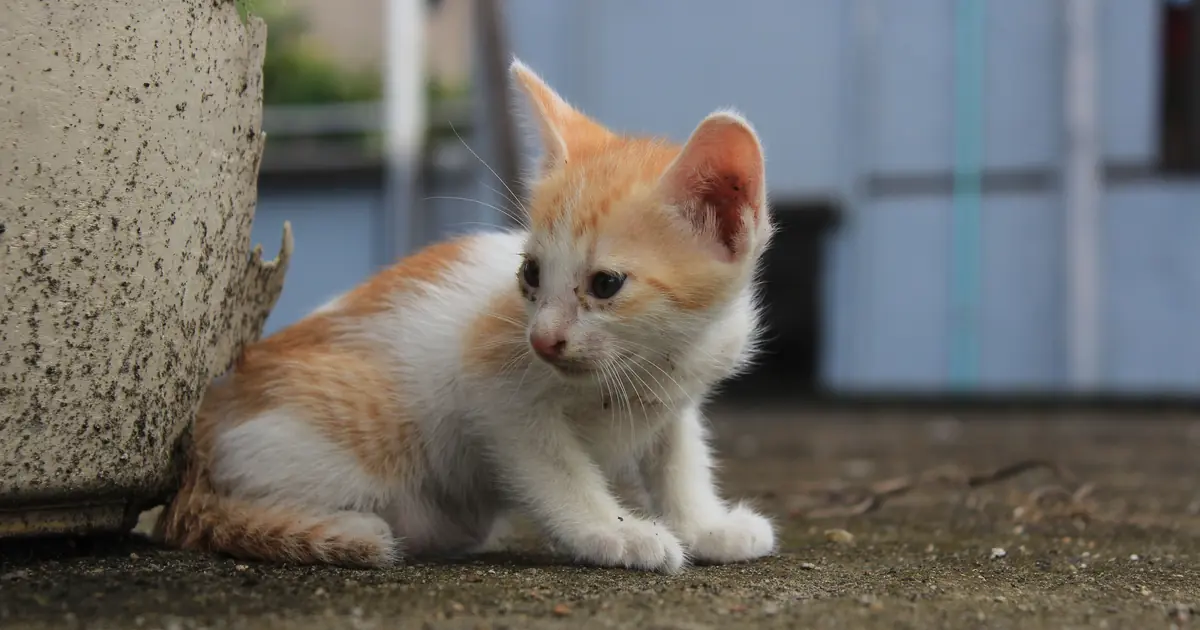 a single newborn kitten