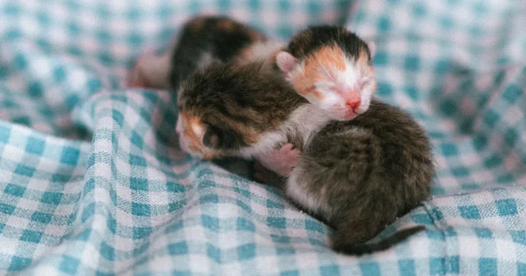 can cats have only one kitten