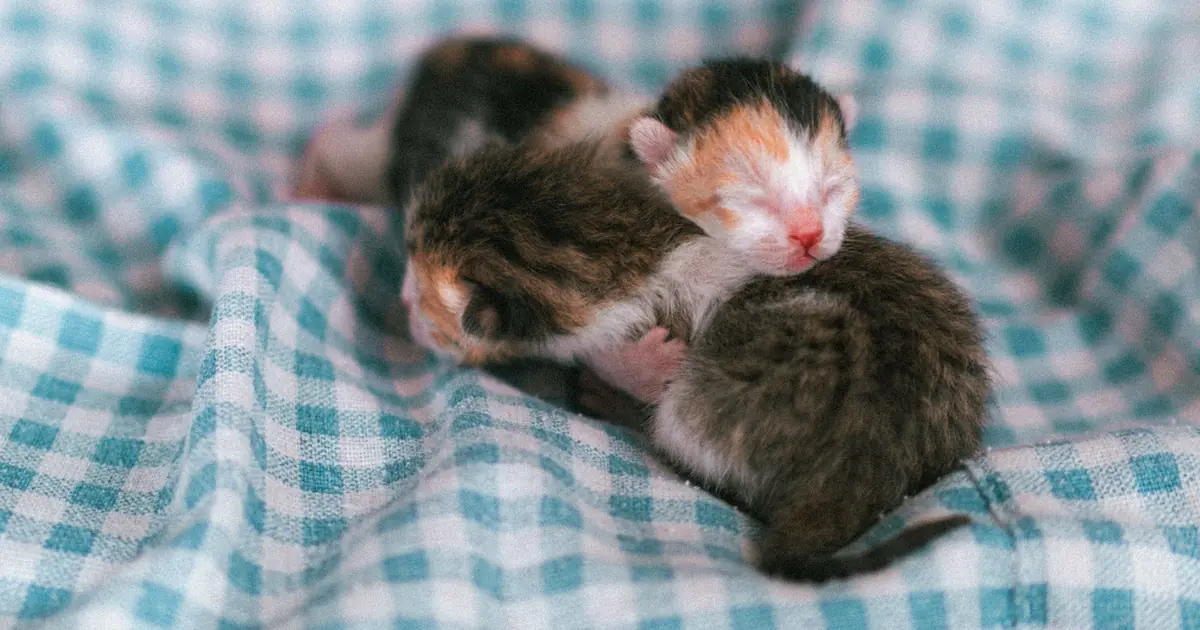 can cats have only one kitten