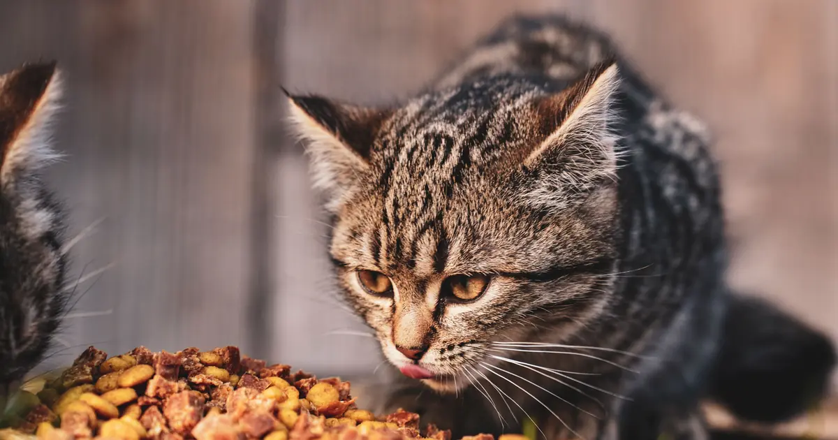 young kitten eating