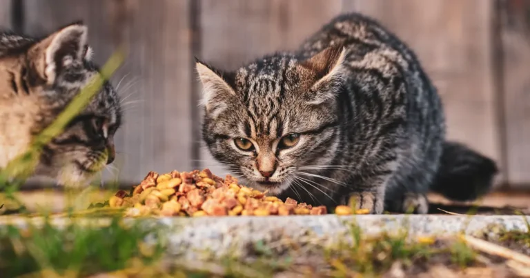 can kittens have tuna juice