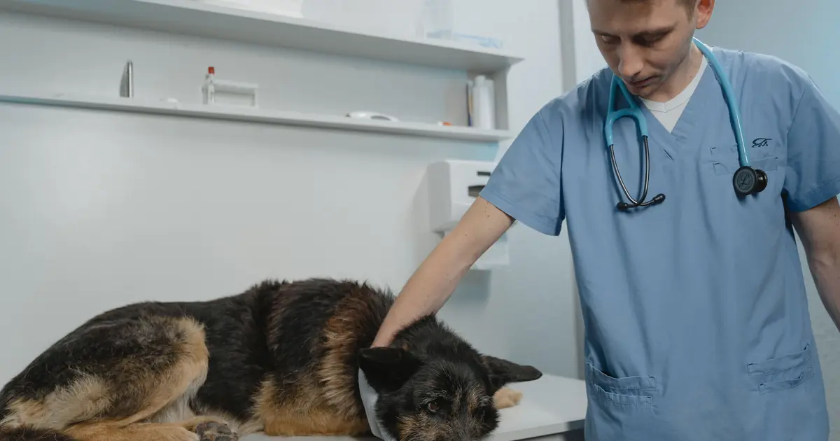 sick cat at a vet exam