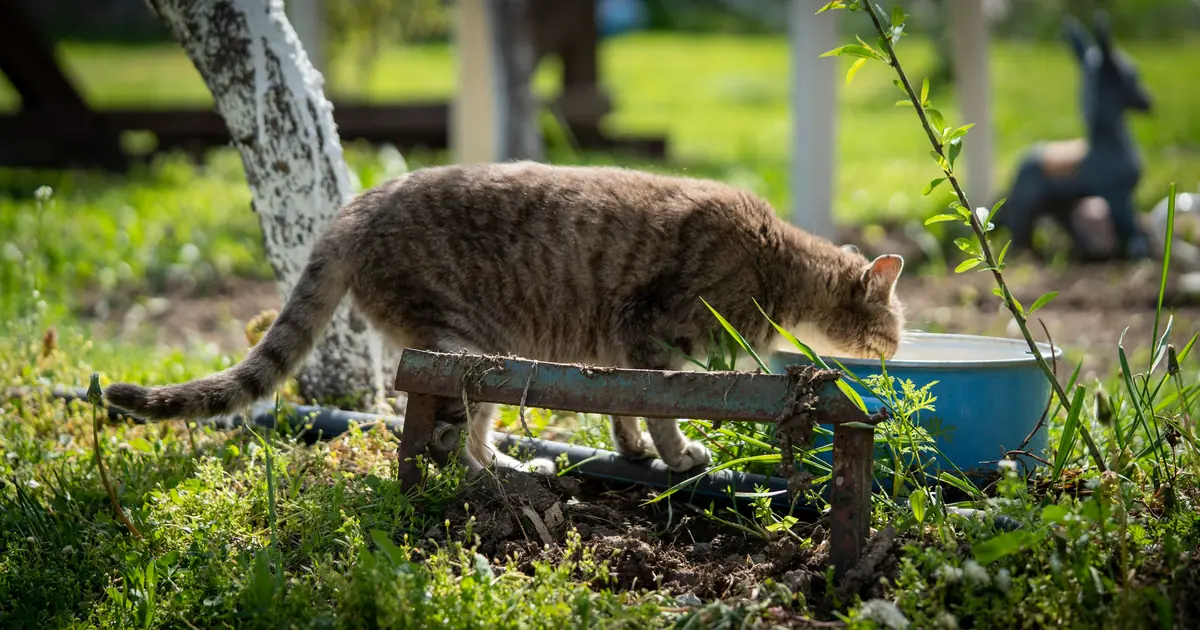 cat drinking water to stay hydrated