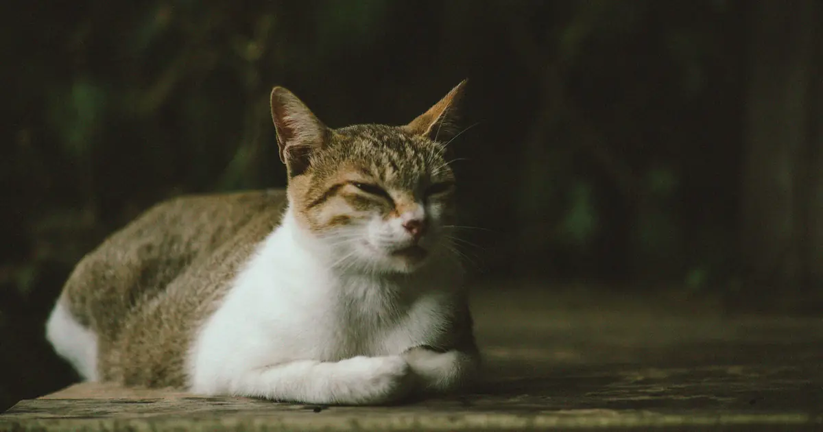 pregnant cat resting