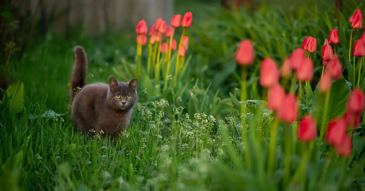 cat in a garden flower bed