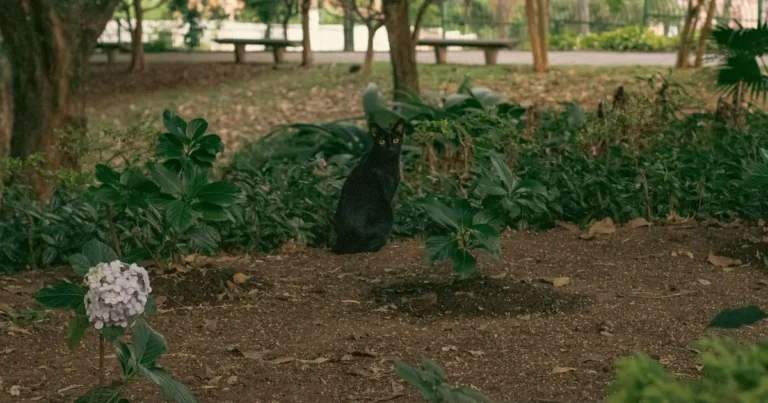does vinegar stop cats from pooping