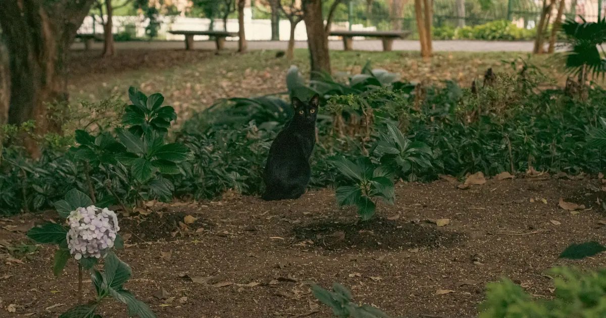 does vinegar stop cats from pooping