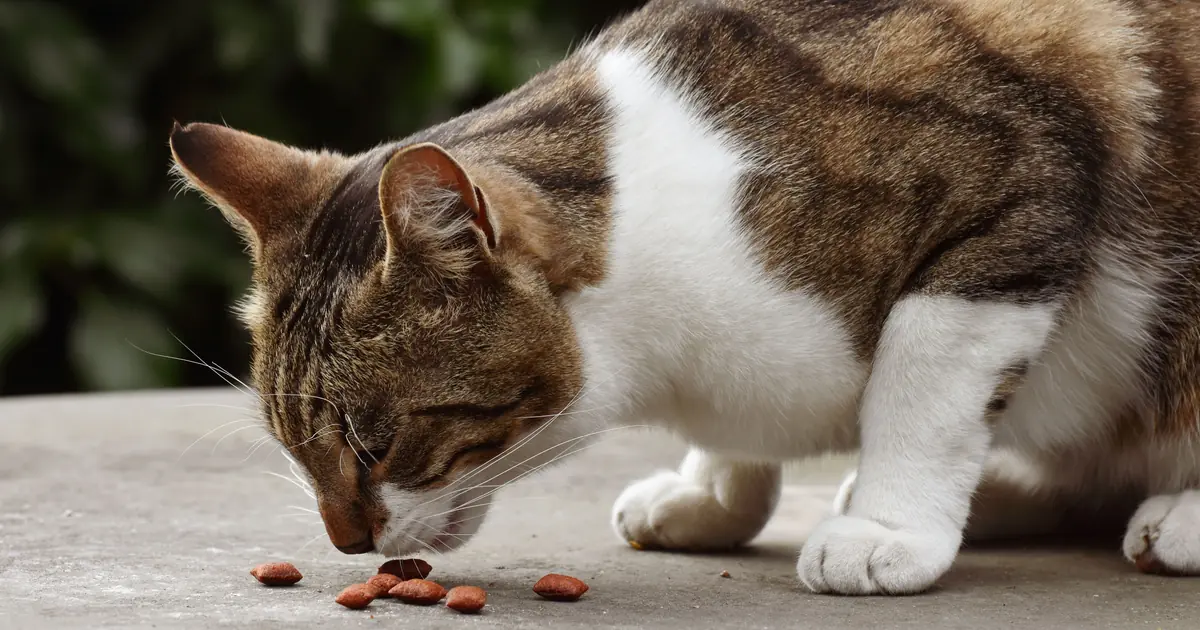 high protein cat kibble in a bowl