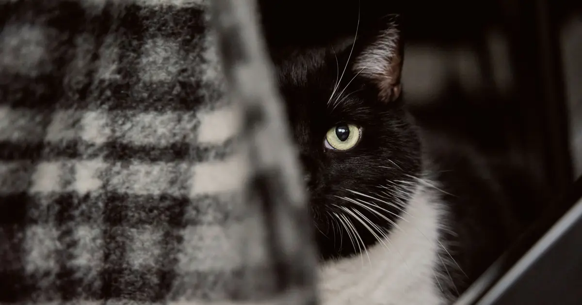 cat peeking out from under a blanket