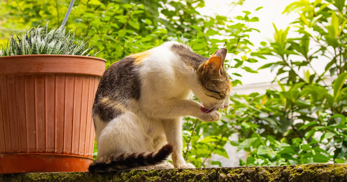cat grooming and cleaning itself