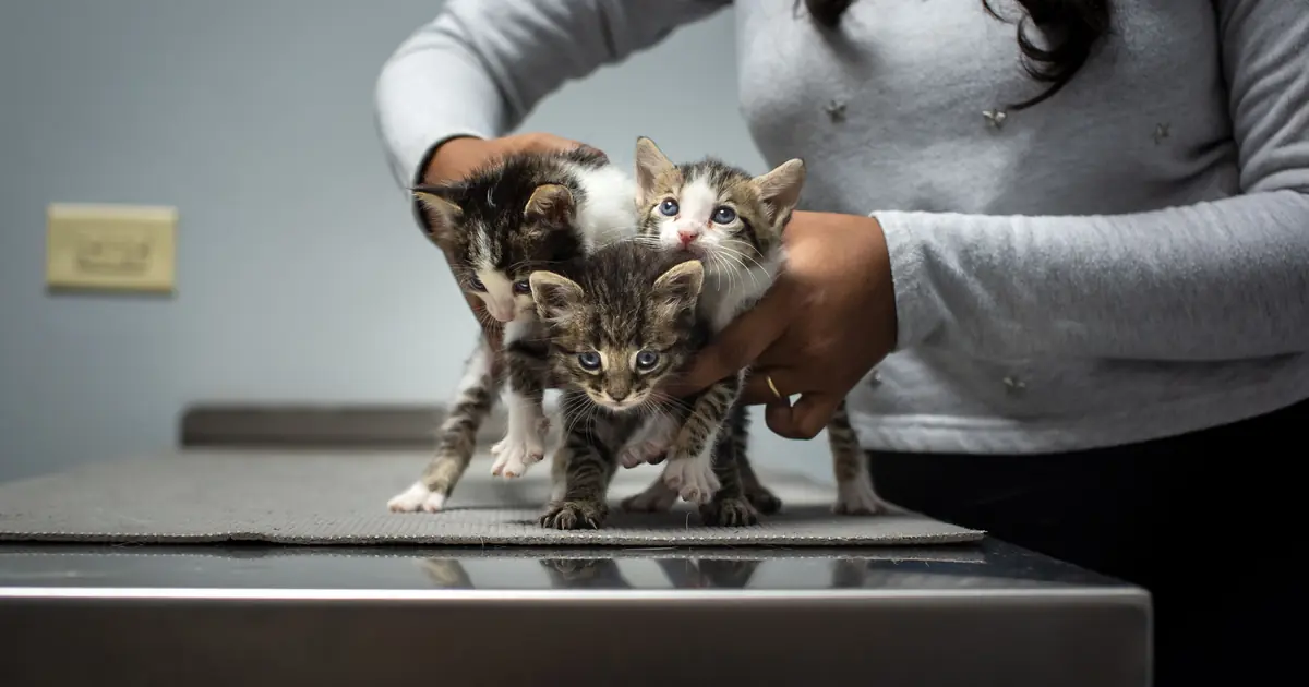 vet gently holding a cat