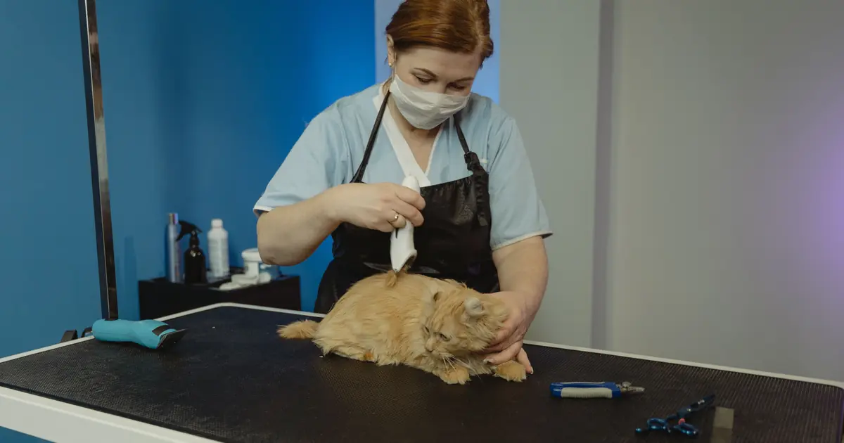 how do vets deal with aggressive cats