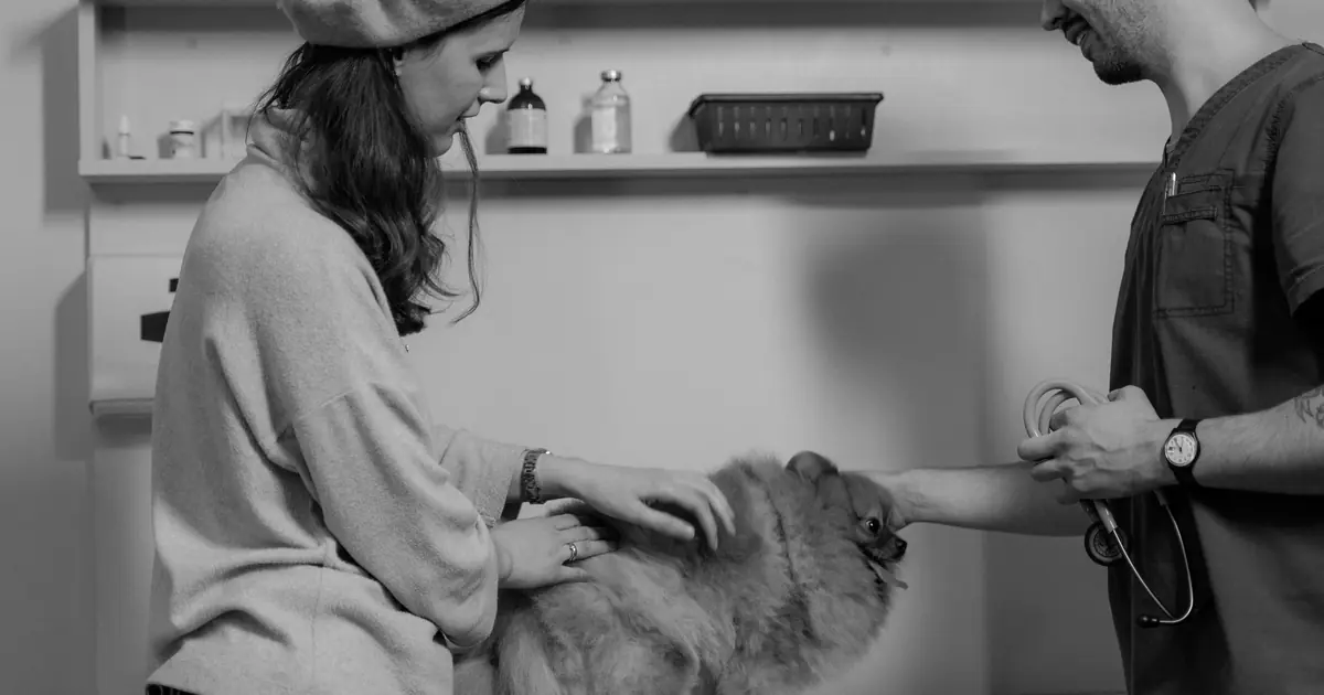 veterinarian examining a cat