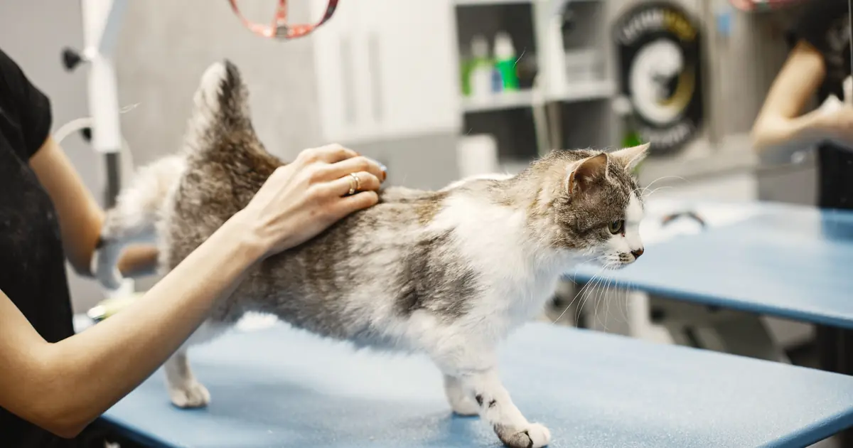 how do vets draw blood from cats