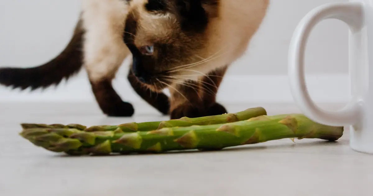 siamese cat eating from a bowl