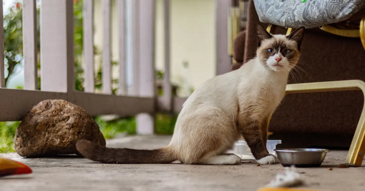 siamese cat diet