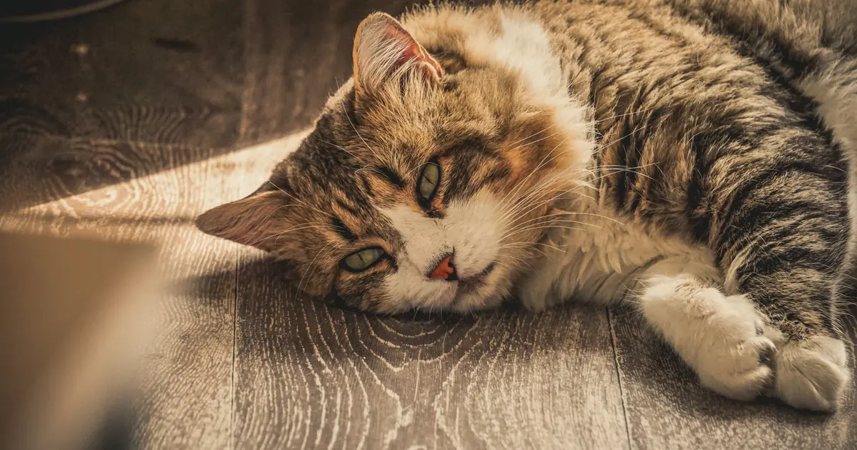 elderly cat resting quietly