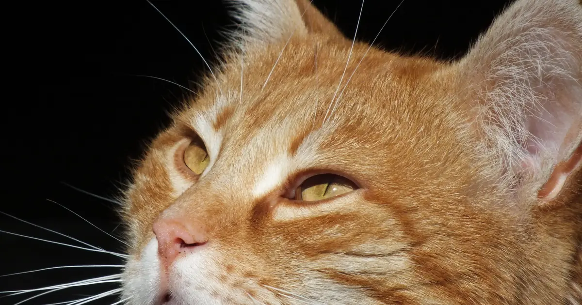 orange tabby cat face