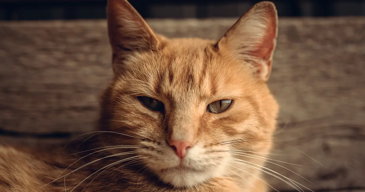why are orange cats aggressive