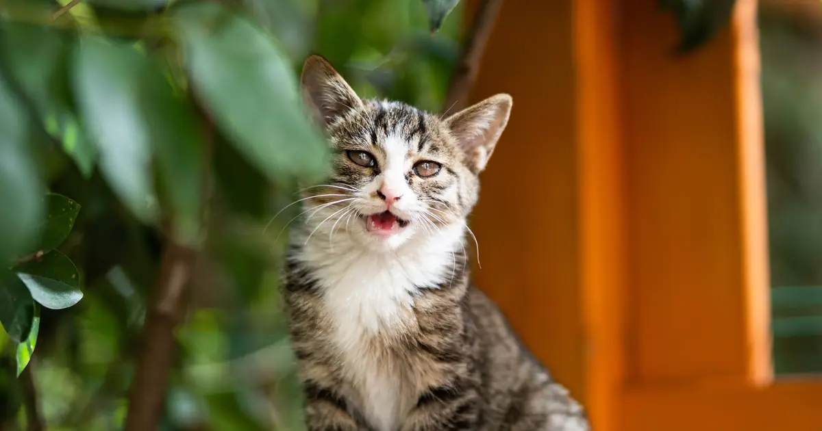 why do cats meow when you sneeze