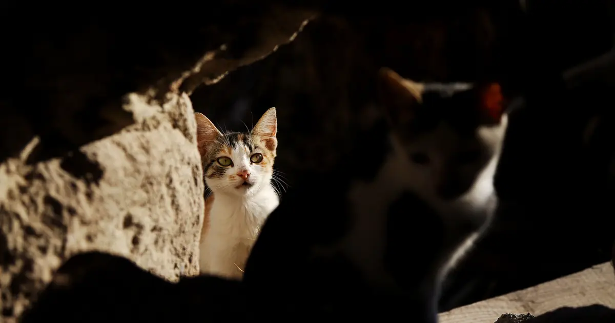 frightened cat in a corner