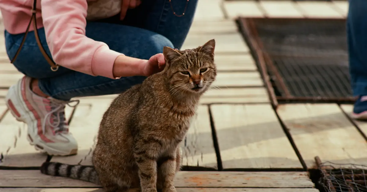 person petting a cat