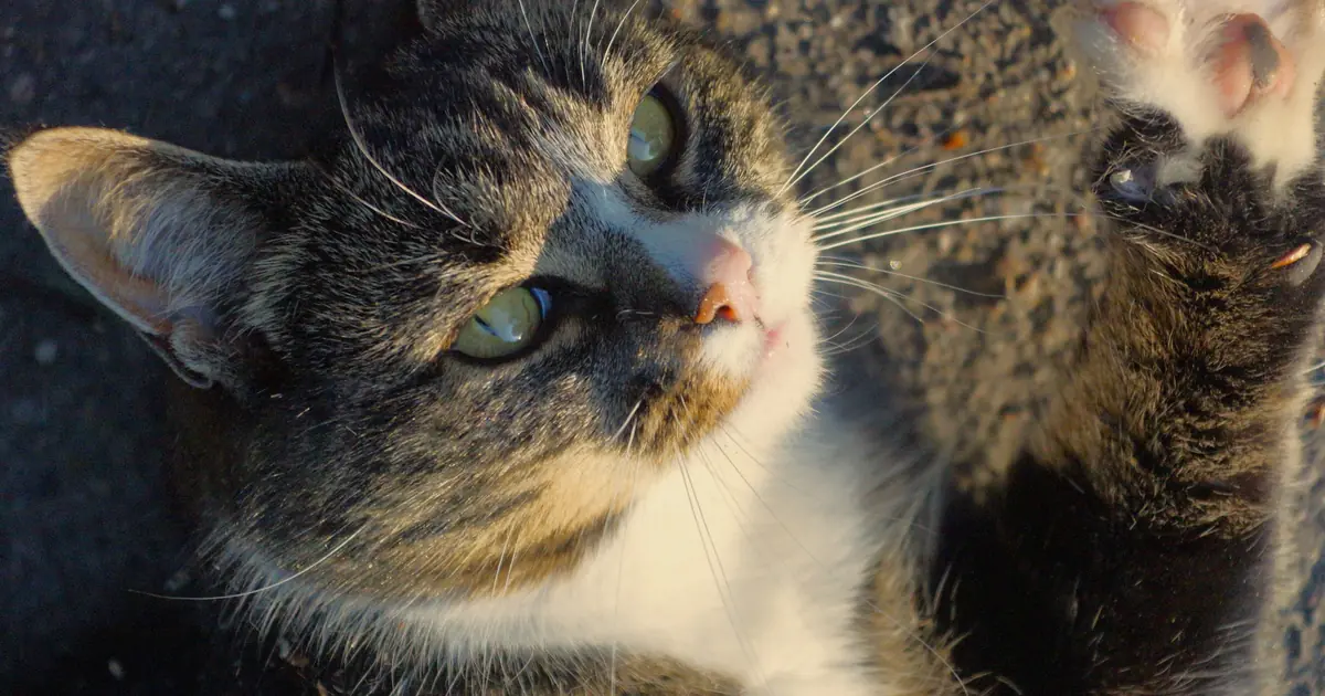 close-up of a cat's paw