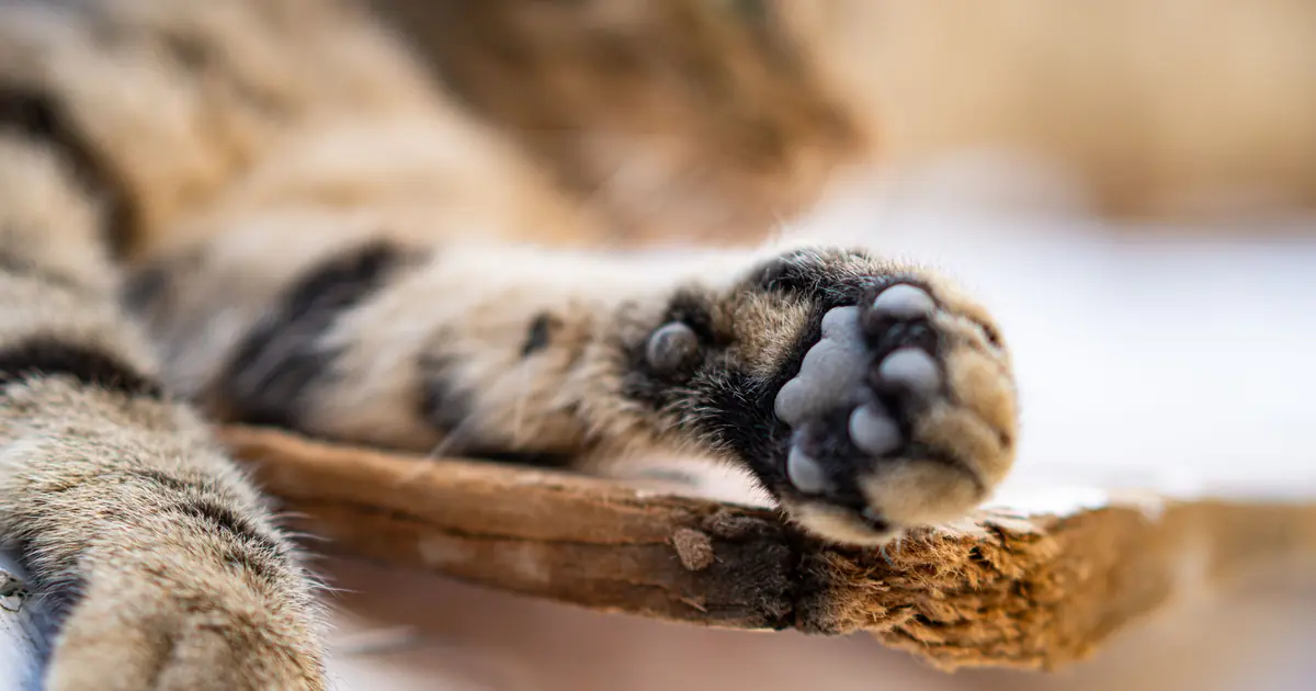 why do cats shake their paws