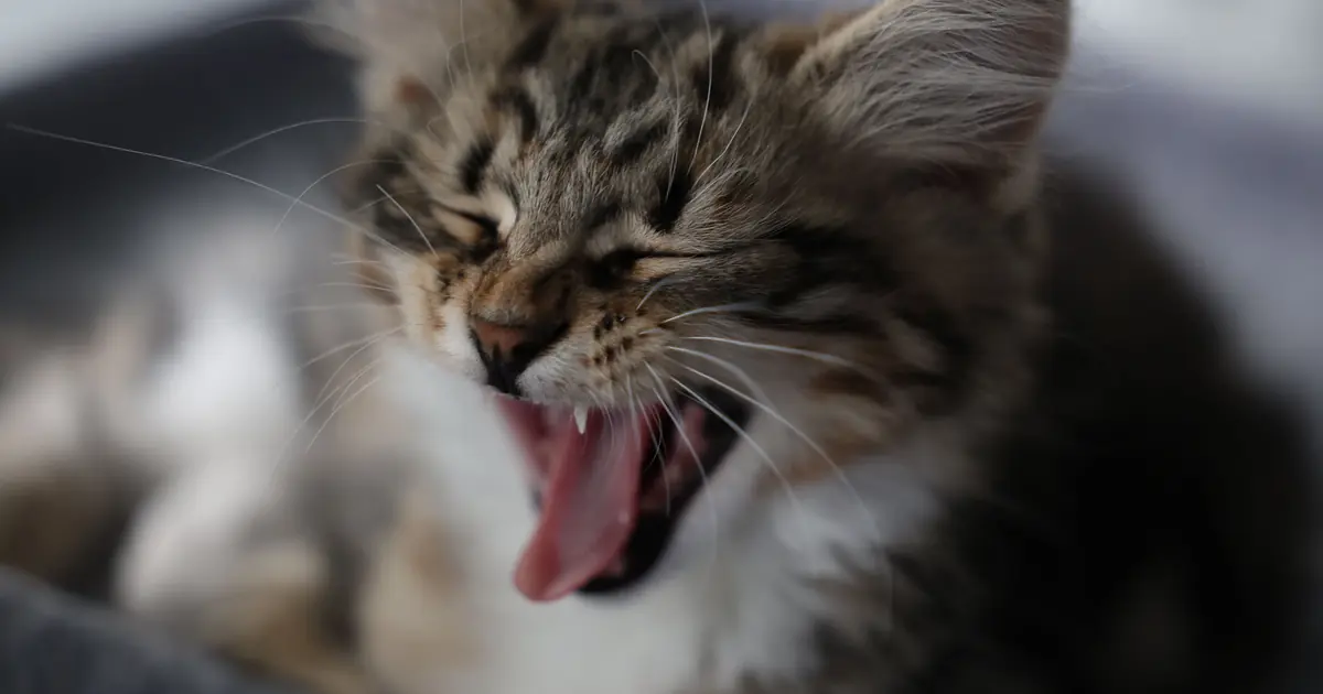 kitten yawning showing mouth