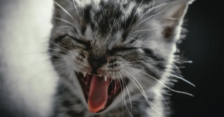 why does my kittens breath smell like poop