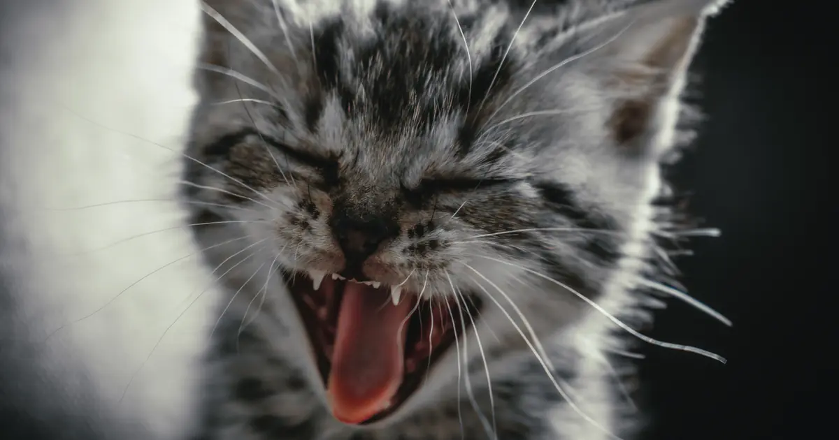why does my kittens breath smell like poop