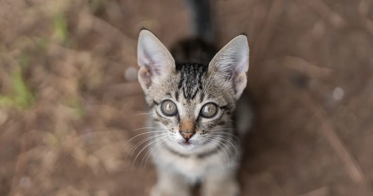startled wide-eyed cat