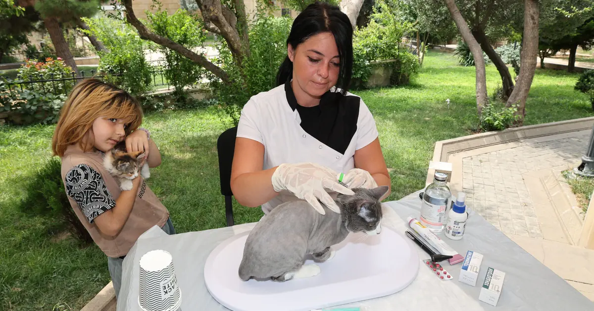 will a vet put down an aggressive cat