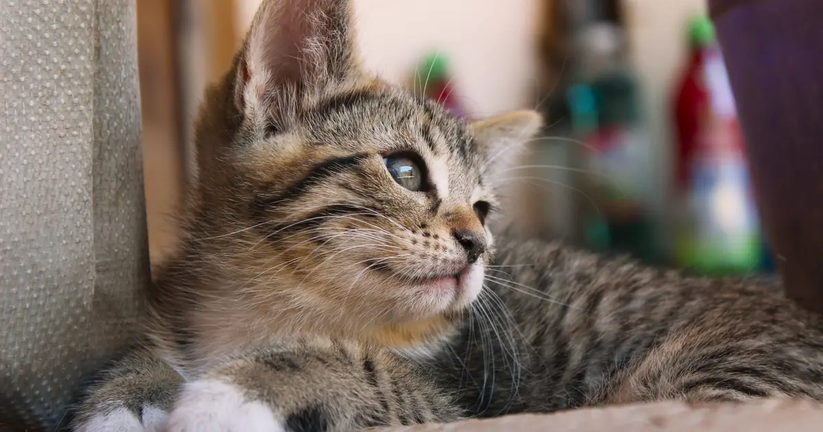 cute playful kitten