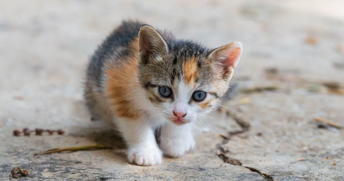 anime cat names