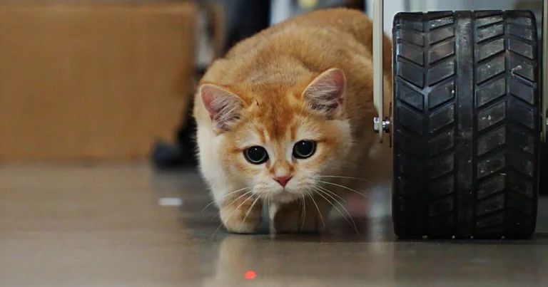 are laser pointers bad for cats