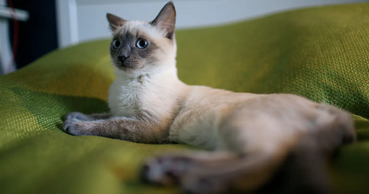 are siamese cats hypoallergenic