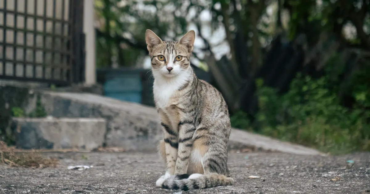 handsome male cat portrait