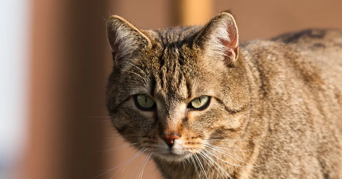 boy cat names