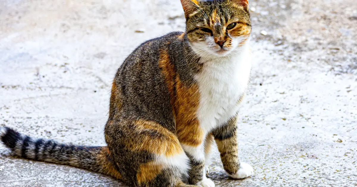 calico cat sitting