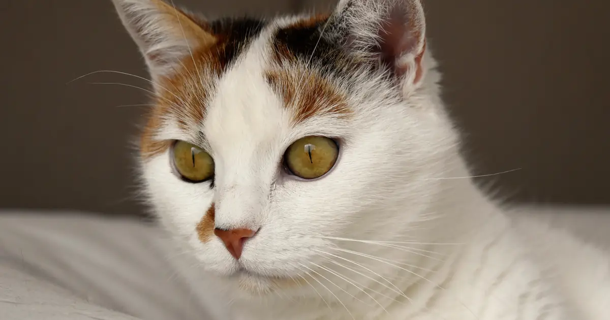 calico cat
