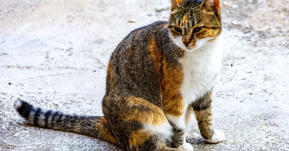 calico cat sitting
