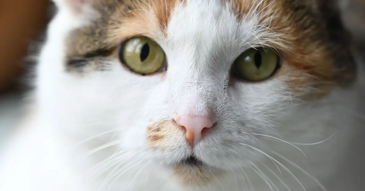 can calico cats get pregnant