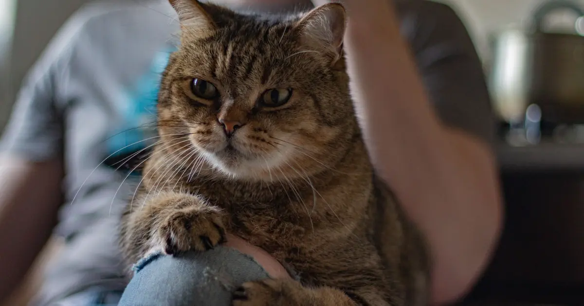 can cats be service animals
