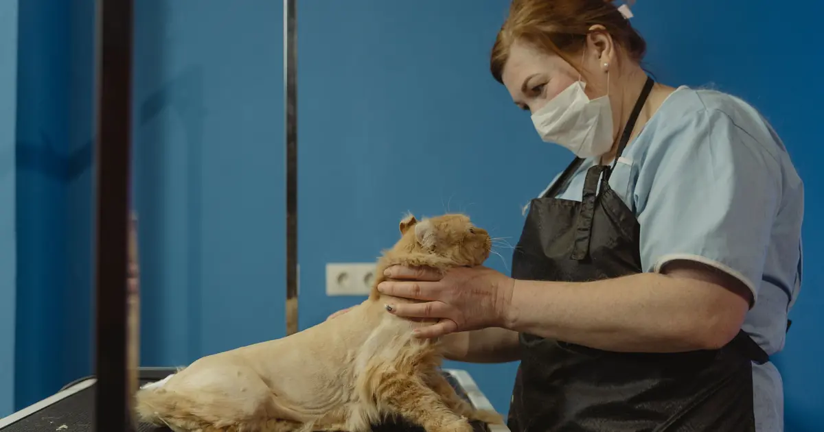 parting a cat's fur to check the skin