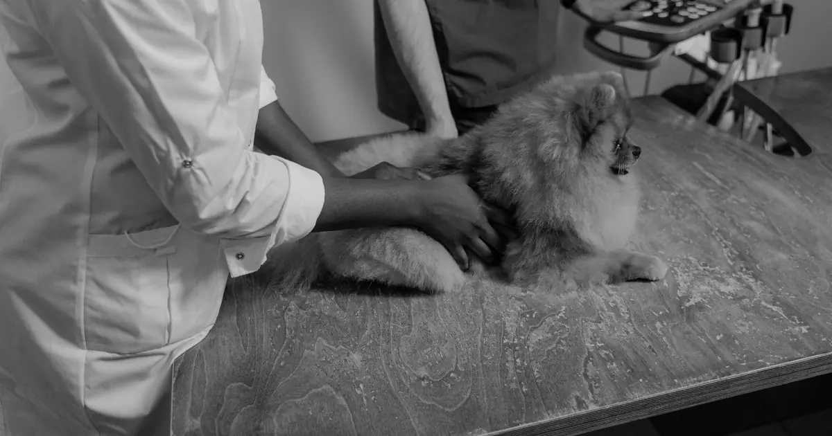 can cats get lice
