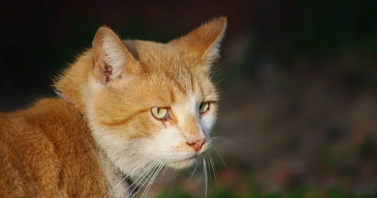cat staring intently at nothing