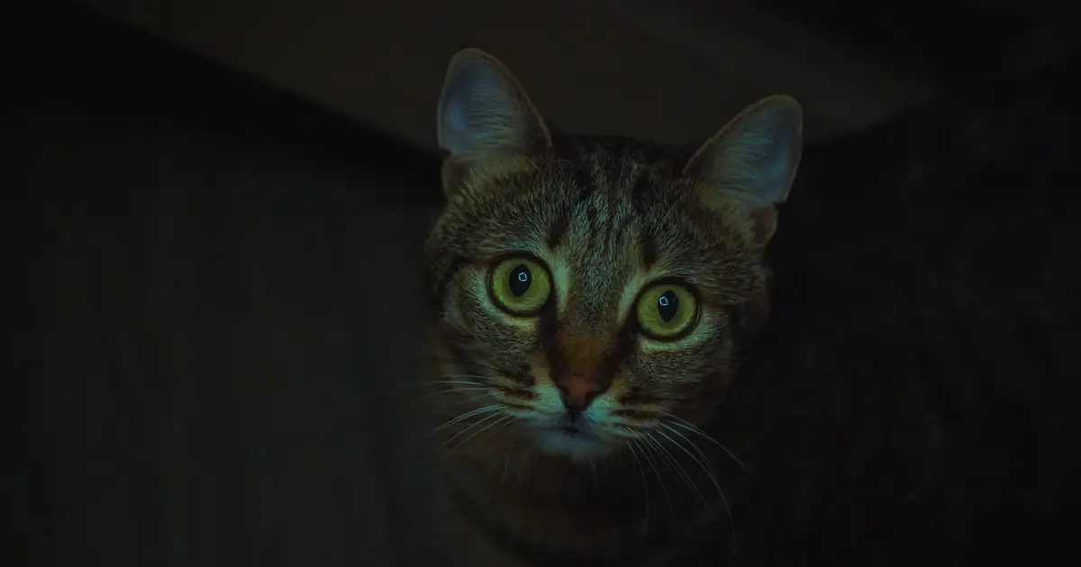 cat eyes glowing at night