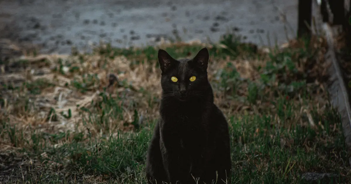 can cats see in the dark