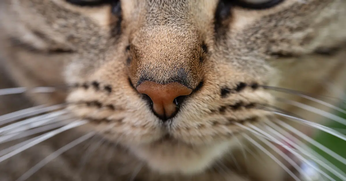 close-up of a cat's whiskers